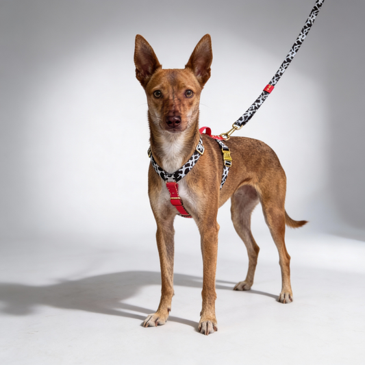 Hundegeschirr Rouge